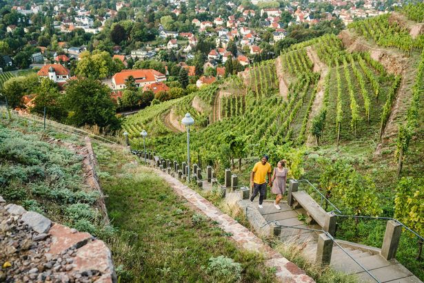 Ein Paar steigt durch die Weinberge von Radebeul die Spitzhaustreppe hinauf. 